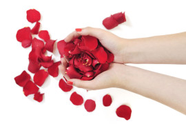 woman hand holding rose petals woman hand holding rose petals