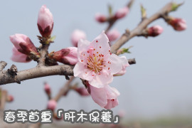 肝木保養拷貝 肝木保養拷貝